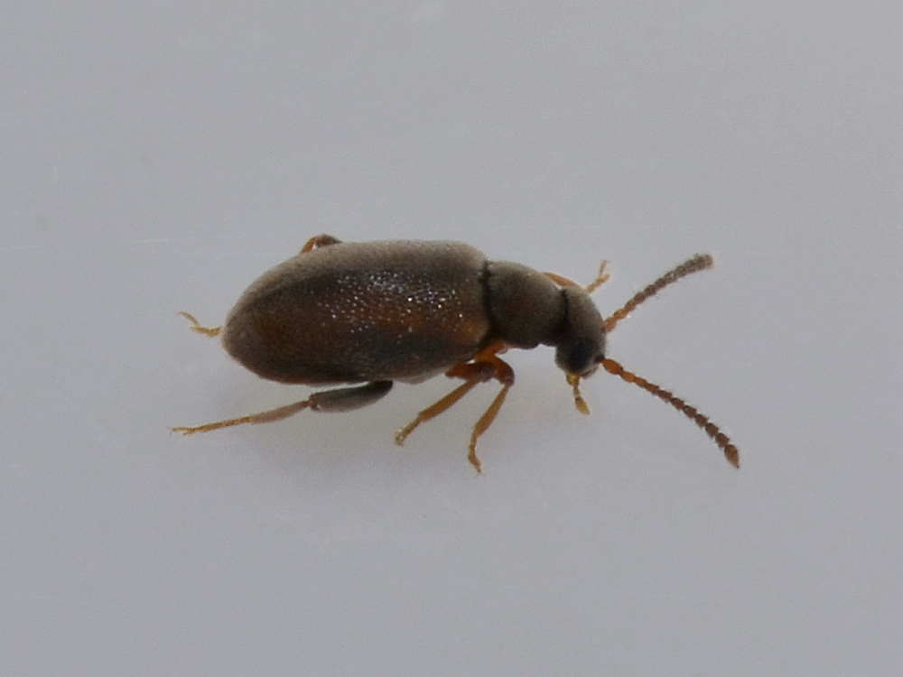 Aderidae: Cobososia pruinosa